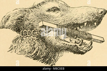 Cette publication de 1911 offre un guide complet sur les maladies courantes des chiens, leurs symptômes et les méthodes de traitement. Il fournit de précieuses informations aux vétérinaires et aux propriétaires de chiens sur le maintien de la santé canine. Banque D'Images