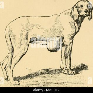 Cette publication de 1911 traite des maladies courantes chez les chiens et de leurs traitements. Il couvre un éventail de questions de santé canine, y compris les infections, les parasites et les soins préventifs. Banque D'Images