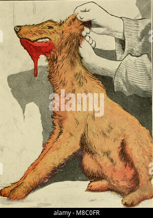 Ce livre de 1911 fournit un guide complet sur les maladies canines, détaillant les symptômes, les traitements et les soins préventifs pour les problèmes de santé courants chez les chiens. Banque D'Images