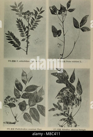 Dong mu bei wu zhi ben tu zhi (1955) (21000187851) Banque D'Images