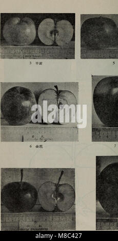 'Dong BEI ping guo pin zhong Jie shuo' (1957) se concentre sur les variétés de pommes du nord-est de la Chine, y compris leurs caractéristiques et leur importance agricole. Il donne un aperçu de la culture et de l'élevage de pommes dans la région. Banque D'Images