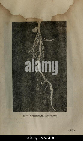 Dong Zhi wu sheng huo yuan zhong de wei liang tian ran su he fang yuan xing elle su (1959) (20372521834) Banque D'Images