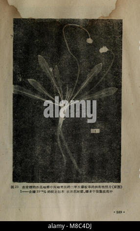 Dong Zhi wu sheng huo yuan zhong de wei liang tian ran su he fang yuan xing elle su (1959) (20807208358) Banque D'Images