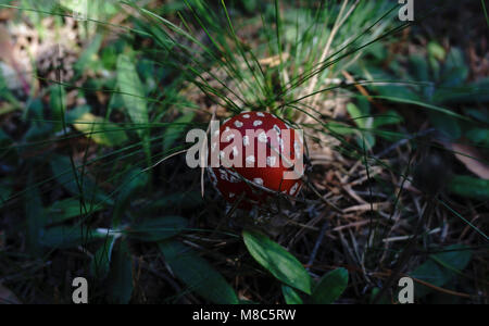 Les champignons agaric fly Banque D'Images