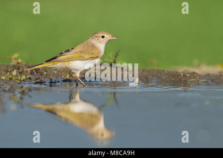 Western Bonelli's Warbler (Phylloscopus bonelli) Banque D'Images