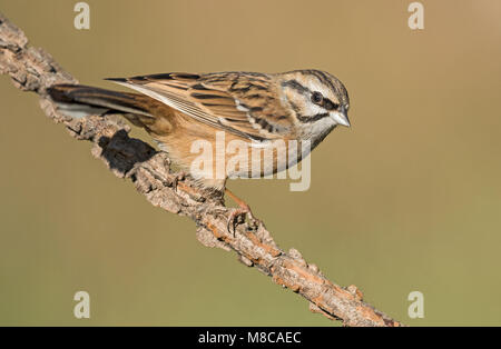 Rock bunting mâle immature dans couleurs d'automne Banque D'Images