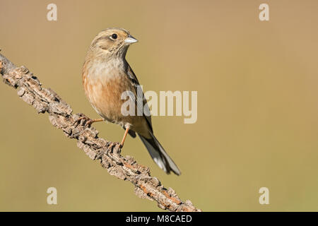 Rock bunting immatures dans couleurs d'automne Banque D'Images