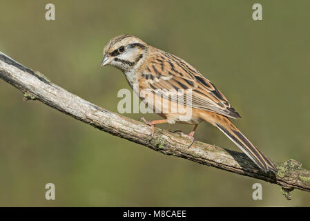 Rock bunting mâle immature dans couleurs d'automne Banque D'Images