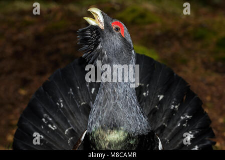 Grand Tétras (Tetrao urogallus) mâle en parade nuptiale Banque D'Images