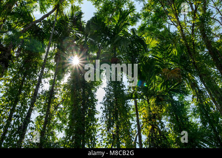 Soleil qui filtre à travers les arbres, Thaïlande Banque D'Images