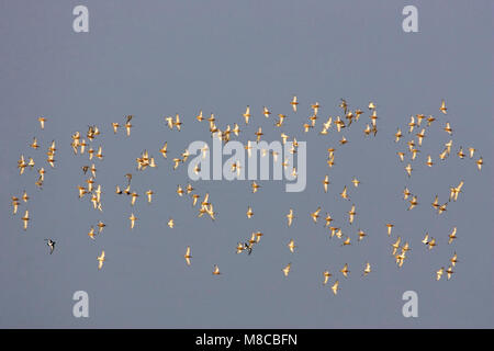 Groep Rosse Grutto's boven de Wadden ; Troupeau de Bar-tailed Barge marbrée (Limosa lapponica) au-dessus de la mer des Wadden Banque D'Images