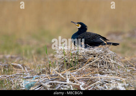 Grondbroedende Aalscholver ; Rez-de-reproduction Grand Cormoran (Phalacrocorax carbo) Banque D'Images