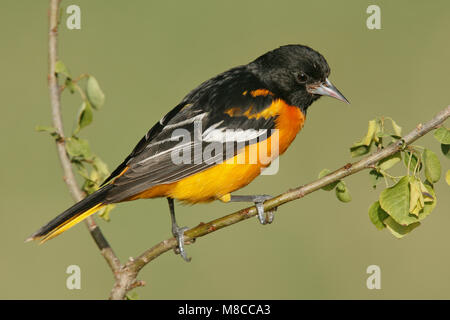Mâle adulte, Galveston, TX Avril 2006 Co. Banque D'Images