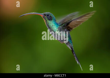 Ermite vert - Phaethornis guy, beau vert à bec long de colibris de la cascade La Paz Costa Rica. Banque D'Images