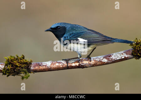 Blauwe Zwartkeelzanger, Paruline bleue, Setophaga caerulescens mâle adulte Galveston Co., New York Mai 2012 Banque D'Images