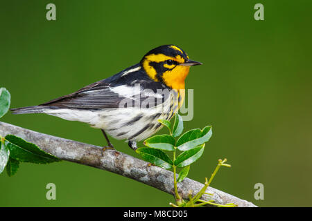 Reproduction Les mâles adultes Galveston, TX Avril 2013 Co. Banque D'Images