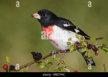 Mâle adulte, Galveston, TX Avril 2012 Co. Banque D'Images