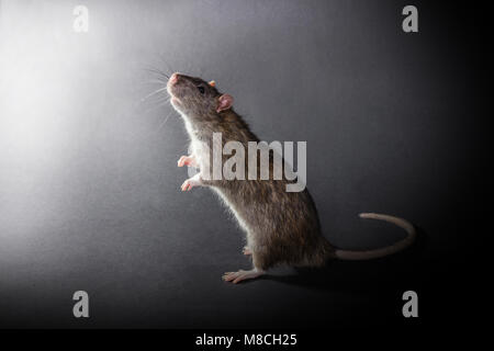 Rat gris animal debout sur un fond noir Banque D'Images