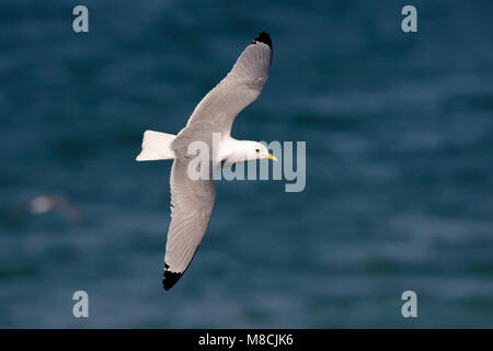 Dans Drieteenmeeuw Volwassen de viaje en avión ; Mouette tridactyle adultes en vol Banque D'Images