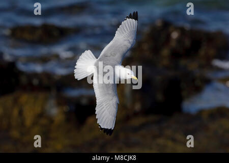 Dans Drieteenmeeuw Volwassen de viaje en avión ; Mouette tridactyle adultes en vol Banque D'Images