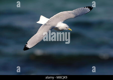 Dans Drieteenmeeuw Volwassen de viaje en avión ; Mouette tridactyle adultes en vol Banque D'Images