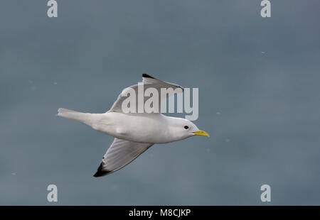 Dans Drieteenmeeuw Volwassen de viaje en avión ; Mouette tridactyle adultes en vol Banque D'Images