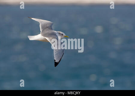 Dans Drieteenmeeuw Volwassen de viaje en avión ; Mouette tridactyle adultes en vol Banque D'Images