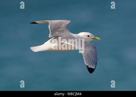 Dans Drieteenmeeuw Volwassen de viaje en avión ; Mouette tridactyle adultes en vol Banque D'Images