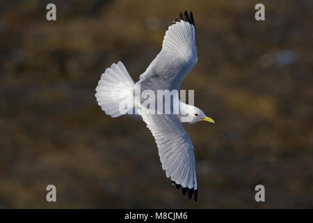 Dans Drieteenmeeuw Volwassen de viaje en avión ; Mouette tridactyle adultes en vol Banque D'Images