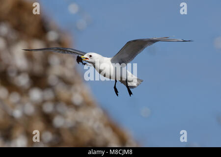 Dans Drieteenmeeuw Volwassen de viaje en avión ; Mouette tridactyle adultes en vol Banque D'Images