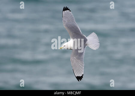 Dans Drieteenmeeuw Volwassen de viaje en avión ; Mouette tridactyle adultes en vol Banque D'Images