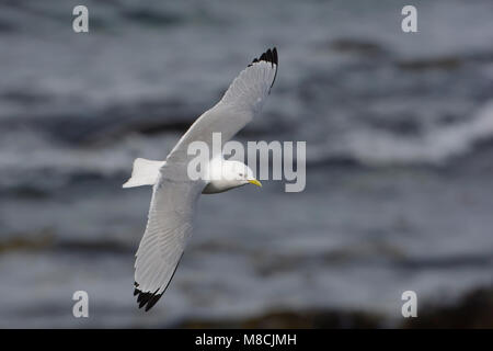 Dans Drieteenmeeuw Volwassen de viaje en avión ; Mouette tridactyle adultes en vol Banque D'Images