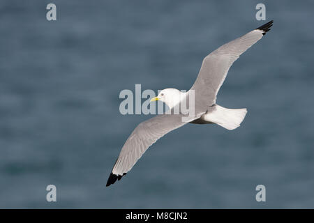 Dans Drieteenmeeuw Volwassen de viaje en avión ; Mouette tridactyle adultes en vol Banque D'Images