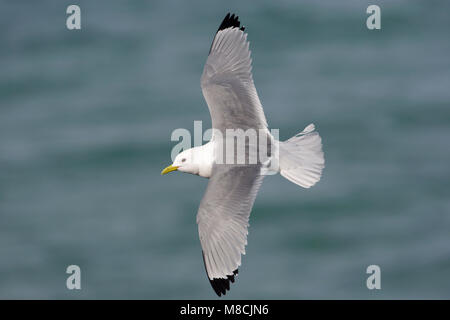 Dans Drieteenmeeuw Volwassen de viaje en avión ; Mouette tridactyle adultes en vol Banque D'Images