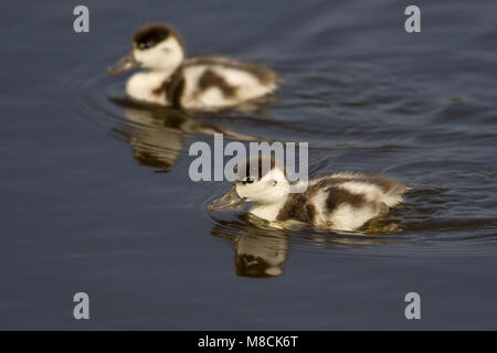 Zwemmende kuikens Bergeend twee ; tadorne de deux poussins natation Banque D'Images