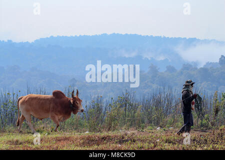 PHETCHABUN Khao Kho,, THAÏLANDE - jan.27, 2016 : l'agriculteur prendre La Vache brune marche dans le domaine sur la montagne Banque D'Images