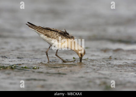 Juveniele Krombekstrandloper ; Courlis juvénile Sandpiper Banque D'Images