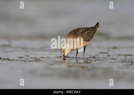 Juveniele Krombekstrandloper ; Courlis juvénile Sandpiper Banque D'Images