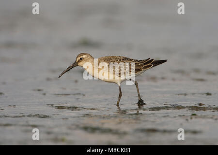 Juveniele Krombekstrandloper ; Courlis juvénile Sandpiper Banque D'Images