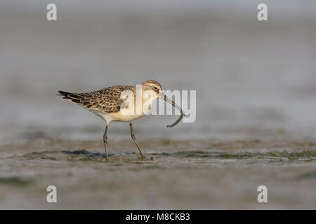 Juveniele Krombekstrandloper ; Courlis juvénile Sandpiper Banque D'Images