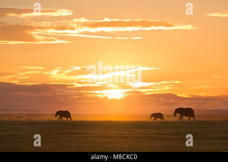 Quelques éléphants africains silhouetté contre le soleil couchant dans le Parc national Amboseli, Kenya Banque D'Images