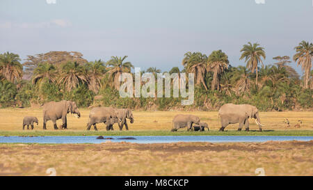 Groupe de la famille des éléphants d'Afrique et la navigation à pied le long du bord d'un marécage et passant quelques hippopotames Banque D'Images