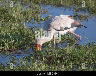 Close-up of Yellow-billed Stork se nourrir dans la zone marécageuse du parc national Amboseli, au Kenya. Banque D'Images