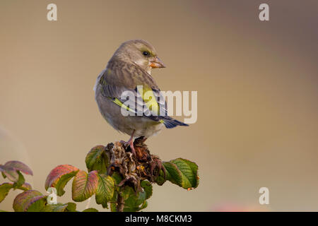 Op Groenling Rimpelroos ; European Greenfinch sur Rose japonais Banque D'Images