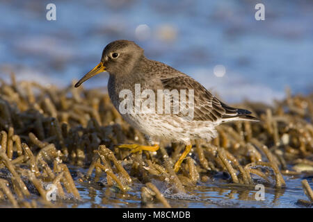 Paarse Strandloper ; Bécasseau violet Banque D'Images