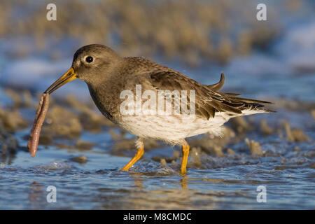 Paarse Strandloper ; Bécasseau violet Banque D'Images