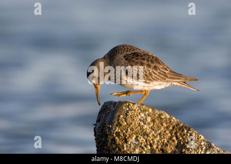 Paarse Strandloper ; Bécasseau violet Banque D'Images