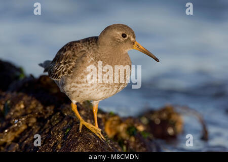 Paarse Strandloper ; Bécasseau violet Banque D'Images