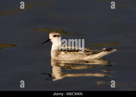 Zwemmende onvolwassen Grauwe Franjepoot ; Natation Phalarope à immatures Banque D'Images