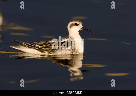 Zwemmende onvolwassen Grauwe Franjepoot ; Natation Phalarope à immatures Banque D'Images